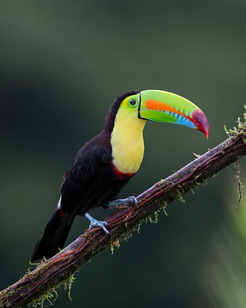The national bird of Belize - Keel-billed Toucan