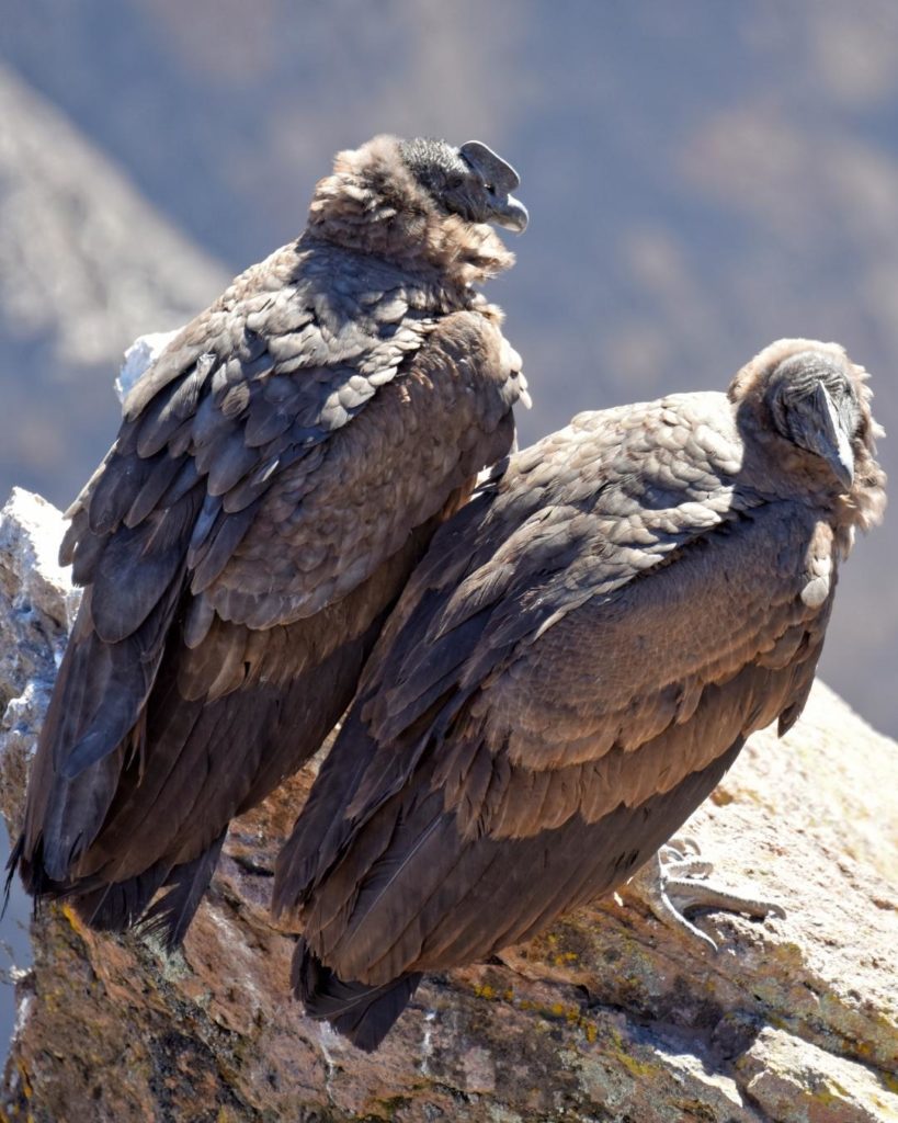 National bird of Bolivia, Chile, and Colombia - Ecuador - Andean Condor