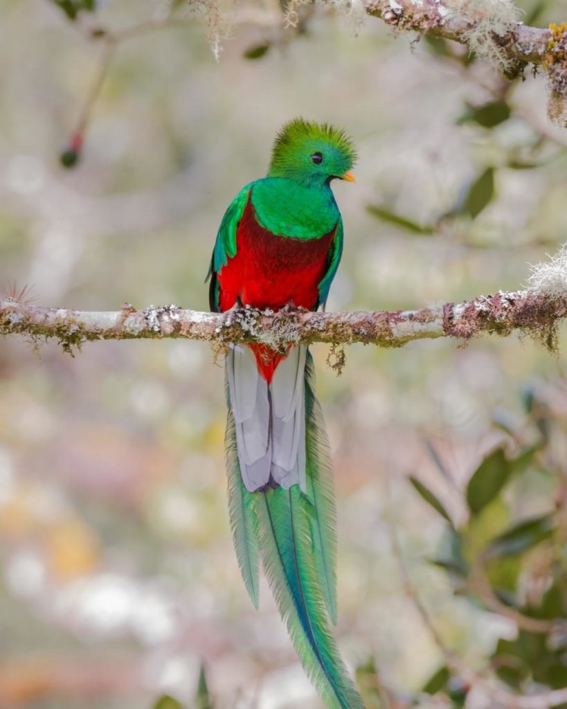 The national bird of Guatemala - Resplendent Quetzal