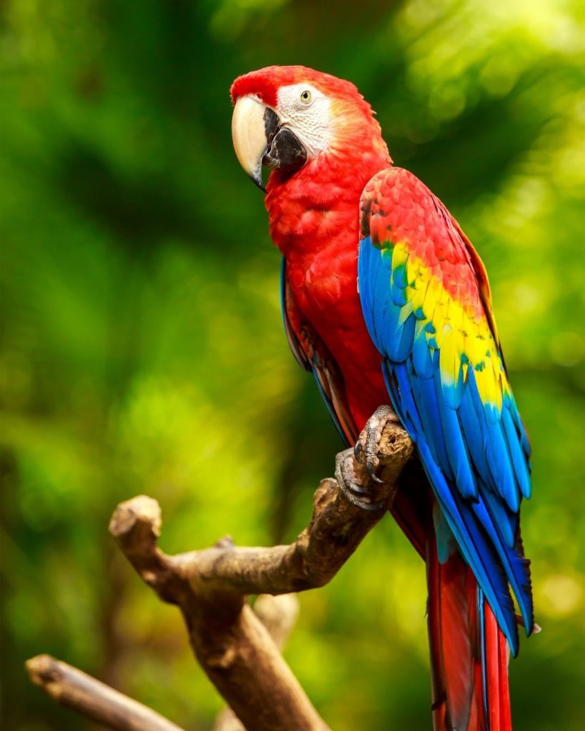The national bird of Honduras - Scarlet Macaw