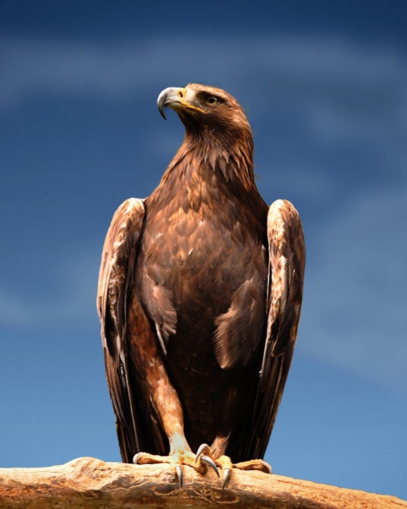 National Bird of Mexico - Golden Eagle