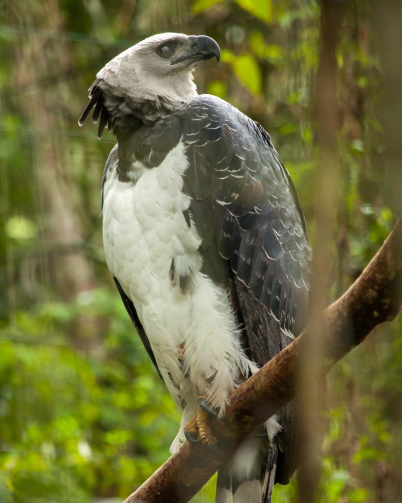 The national bird of Panama - Harpy Eagle