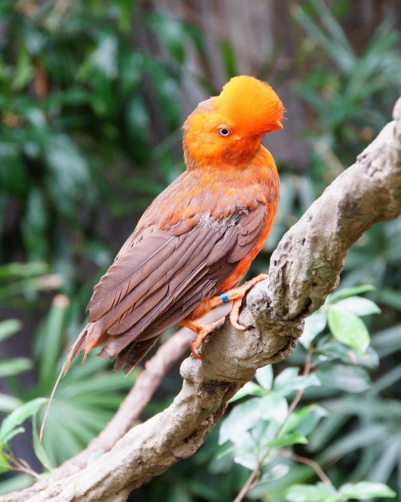 National bird of Peru - Andean cock-of-the-rock