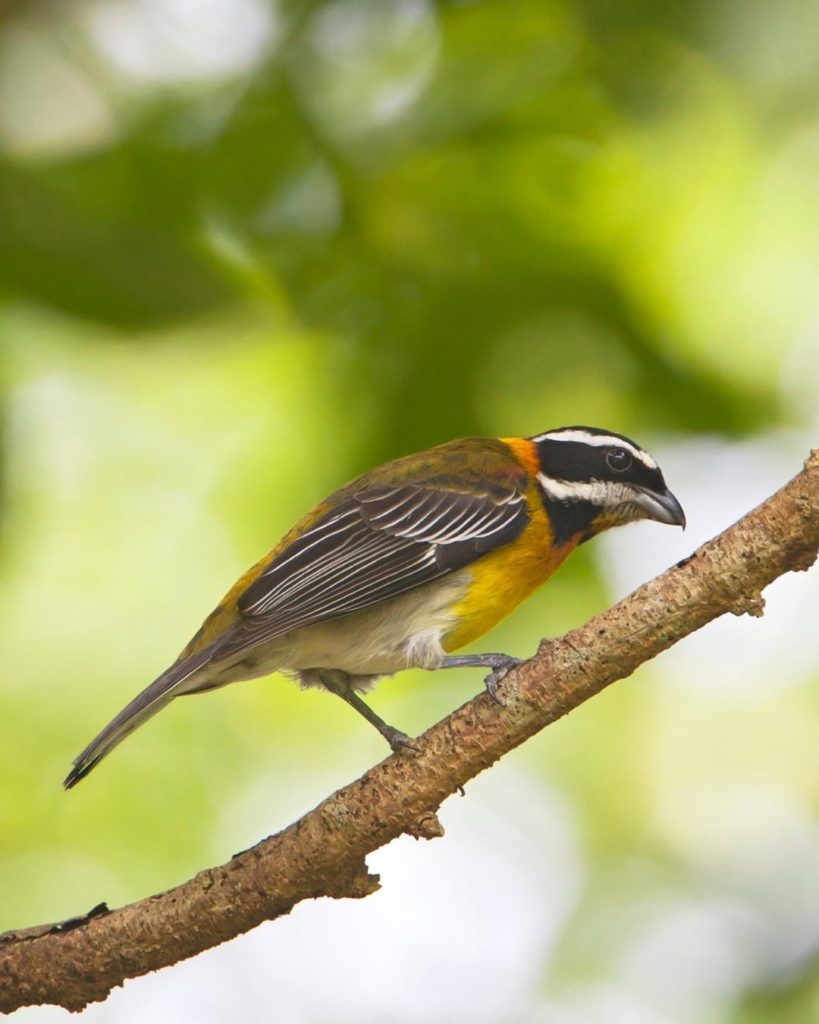 The national bird of Puerto Rico - Puerto Rican Spindalis