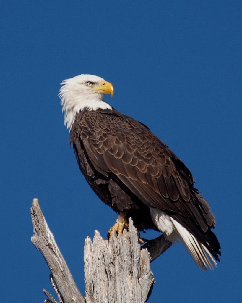 national bird of USA - Bald Eagle