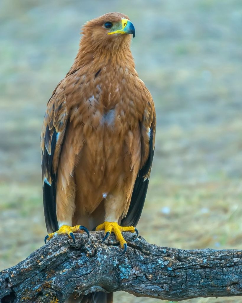 Spain Imperial Eagle National Bird